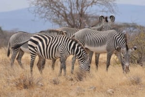 Four-Day Safari to Samburu and Aberda