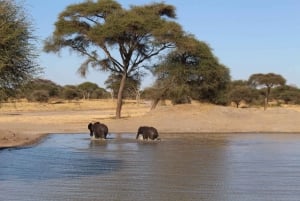 Neljä päivää Budget & Camping Safari Tansania
