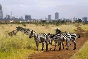 Nairobi: 4 Hours City Sightseeing Guided Walking Tour.
