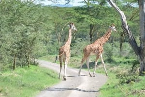 Nairobi: 4 Hours City Sightseeing Guided Walking Tour.