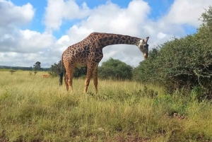 (Free Pickup) Nairobi National Park Game Drive-Half Day Tour