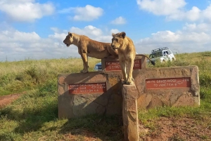(Free Pickup) Nairobi National Park Game Drive-Half Day Tour