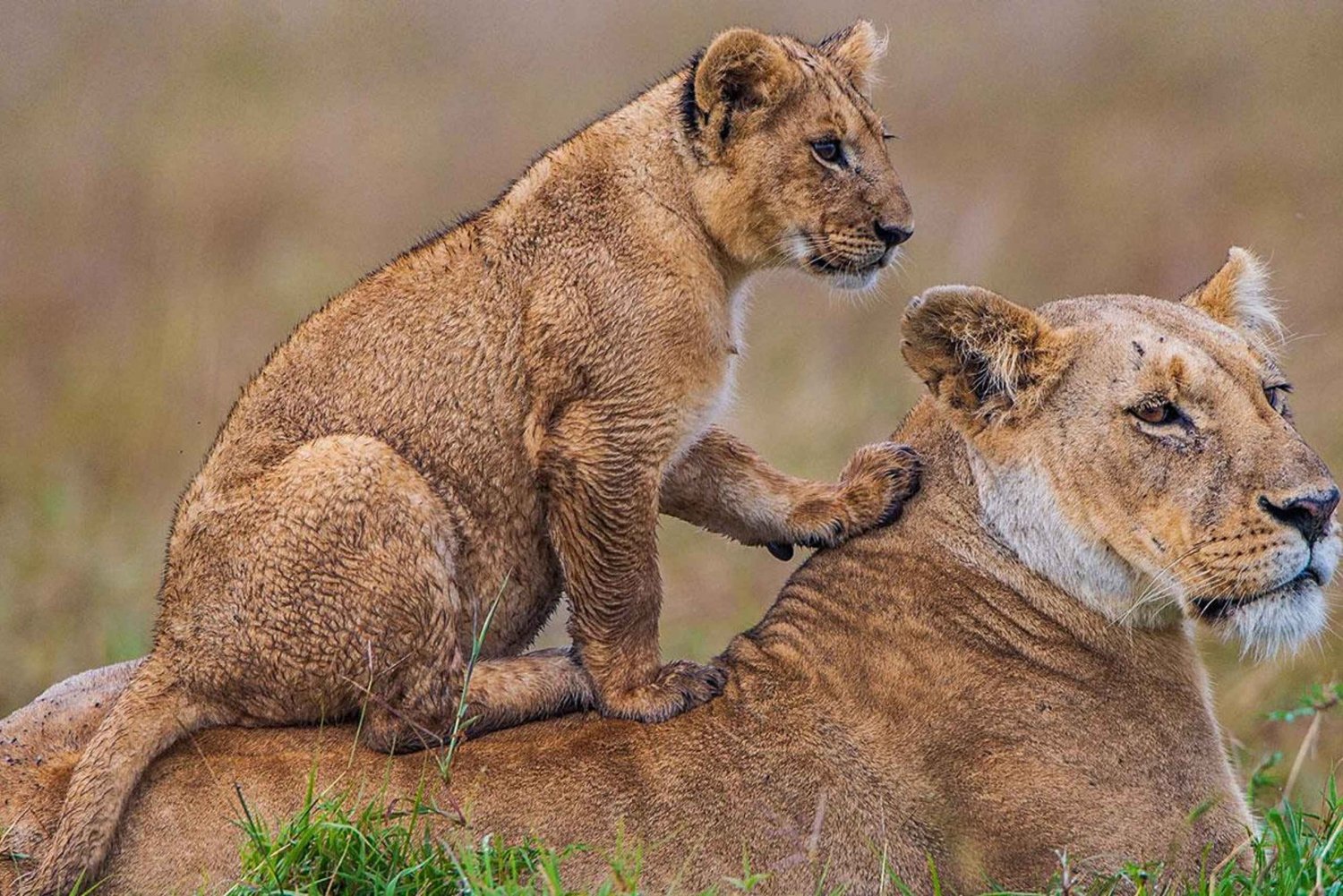 De Diani Beach: Safari de 4 dias em Tsavo East, West e Amboseli