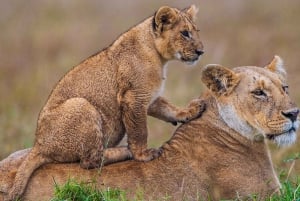 Fra Diani Beach: 4-dagers safari i Tsavo East, West og Amboseli