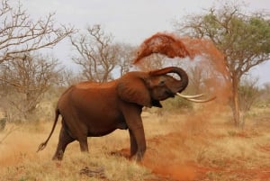 Fra Diani Beach: 4-dagers safari i Tsavo East, West og Amboseli