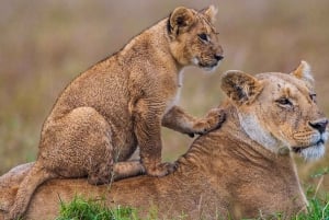 Au départ de Diani Beach : Safari de 4 jours à Tsavo Est, Ouest et Amboseli