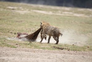 Au départ de Diani Beach : Safari de 4 jours à Tsavo Est, Ouest et Amboseli