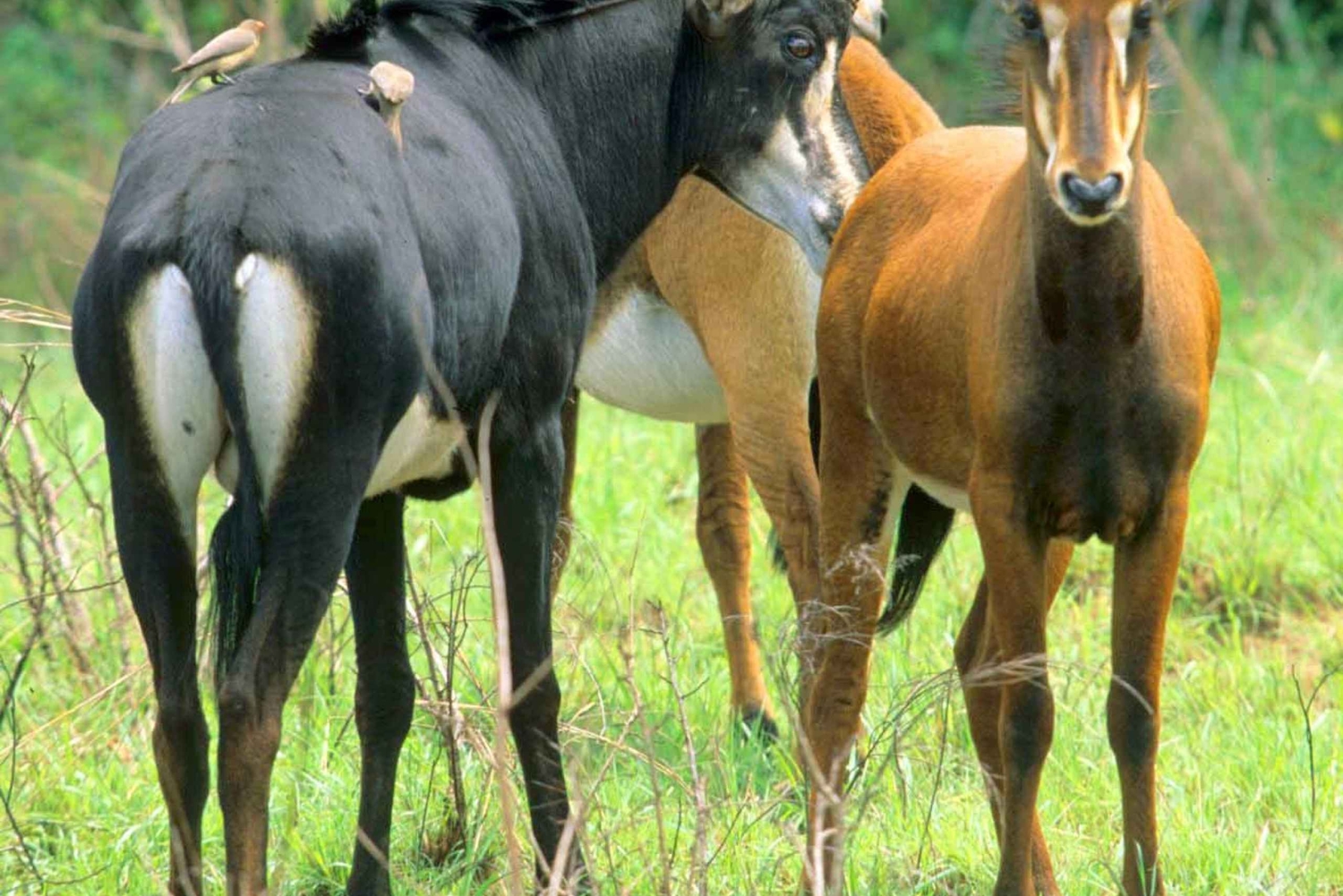 Da Diani: tour di un giorno alle colline di Shimba con le cascate di Sheldrick
