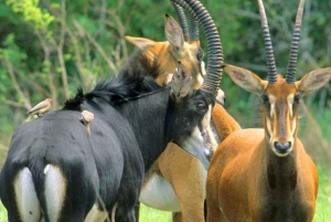 Da Diani: tour di un giorno alle colline di Shimba con le cascate di Sheldrick