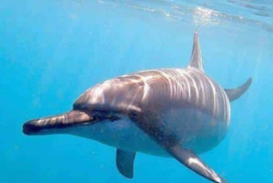 Från Diani: Kisite Sun-down Dhow Cruise med upphämtning på hotellet