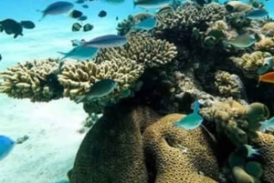 Från Diani: Kisite Sun-down Dhow Cruise med upphämtning på hotellet