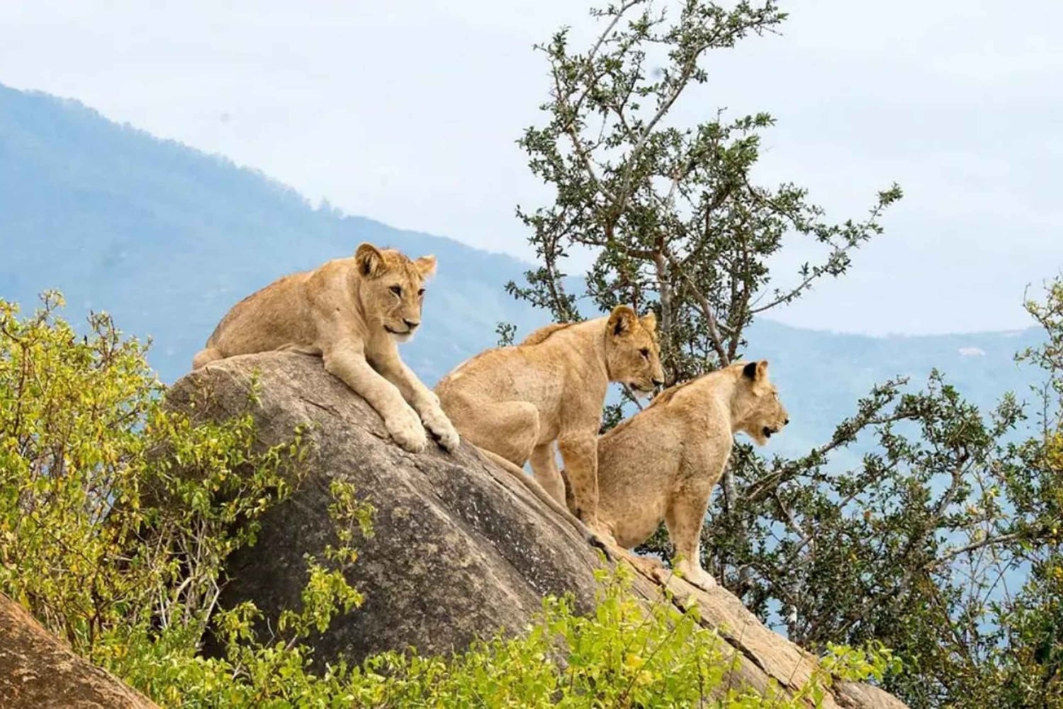 From Diani/Mombasa: 3-Days Tsavo East and Saltlick Lodge