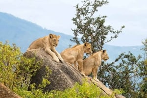 Von Diani/Mombasa: 3 Tage Tsavo East und Saltlick Lodge