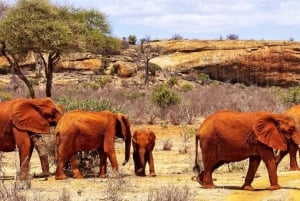 Von Diani/Mombasa: 3 Tage Tsavo East und Saltlick Lodge
