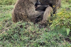 Von Diani/Mombasa: 3 Tage Tsavo East und Saltlick Lodge