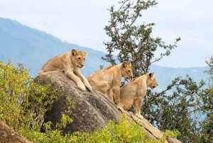 From Diani/Mombasa: 3-Days Tsavo East and Saltlick Lodge