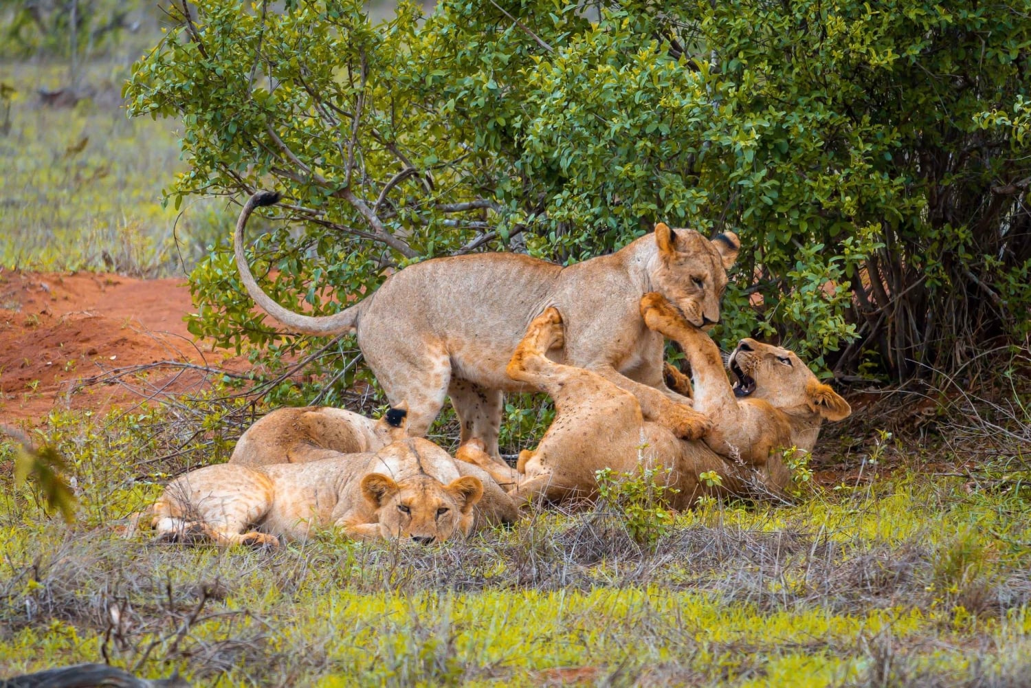 Von Kilifi, Watamu, Malindi: Tsavo Ost Tagessafari