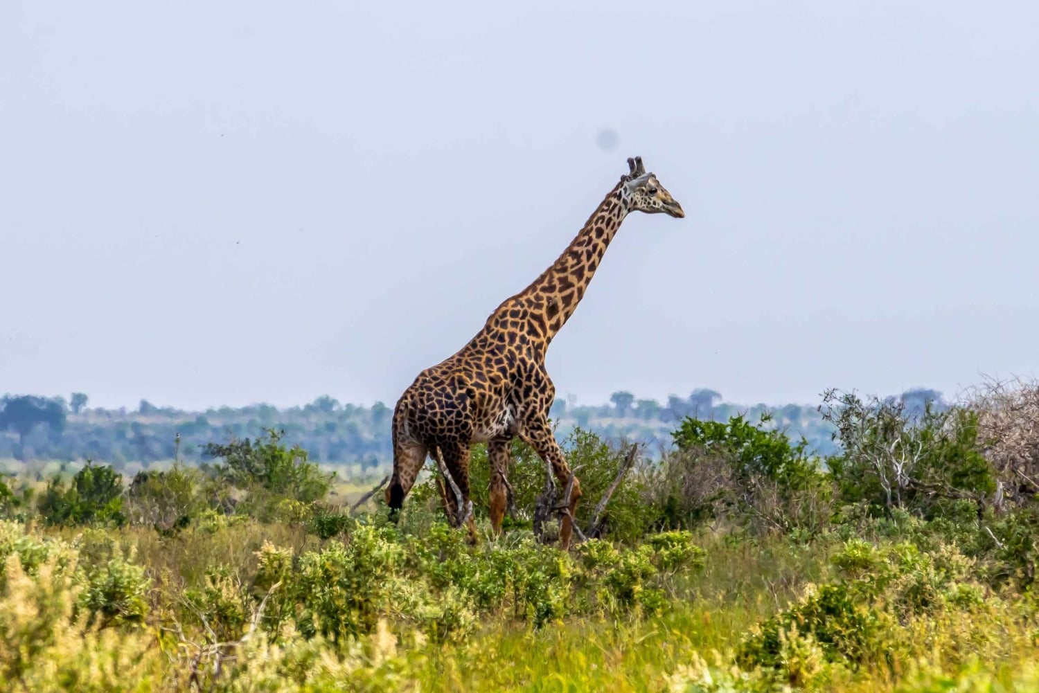 Von Kilifi, Watamu, Malindi: Tsavo Ost Tagessafari
