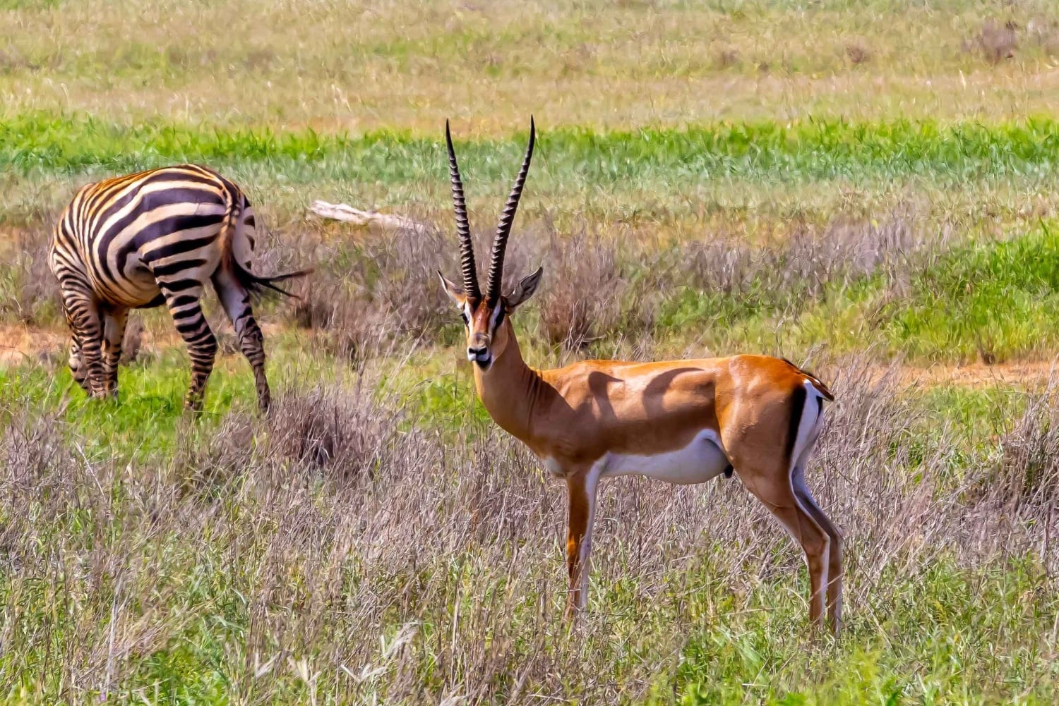 Von Kilifi, Watamu, Malindi: Tsavo Ost Tagessafari