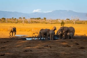 Z Kilifi, Watamu, Malindi: Tsavo East Day Safari