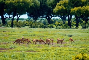 Au départ de Kilifi, Watamu, Malindi : Safari d'une journée à Tsavo East