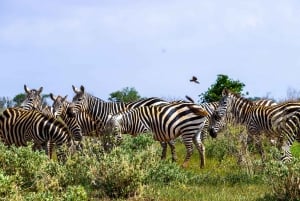 Au départ de Kilifi, Watamu, Malindi : Safari d'une journée à Tsavo East
