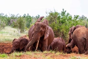 Z Kilifi, Watamu, Malindi: Tsavo East Day Safari