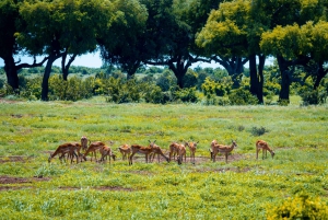 From Kilifi, Watamu, Malindi: Tsavo East Day Safari