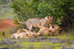 Von Kilifi, Watamu, Malindi: Tsavo Ost Tagessafari
