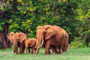 Von Kilifi, Watamu, Malindi: Tsavo Ost Tagessafari