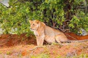 Von Kilifi, Watamu, Malindi: Tsavo Ost Tagessafari