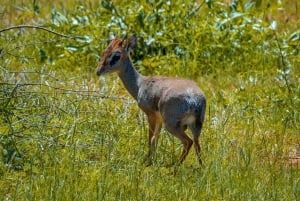 Von Kilifi, Watamu, Malindi: Tsavo Ost Tagessafari