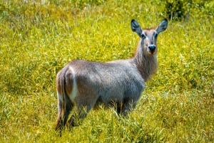 Von Kilifi, Watamu, Malindi: Tsavo Ost Tagessafari