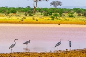 Von Kilifi, Watamu, Malindi: Tsavo Ost Tagessafari