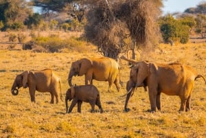 Von Kilifi, Watamu, Malindi: Tsavo Ost Tagessafari