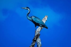 Von Kilifi, Watamu, Malindi: Tsavo Ost Tagessafari