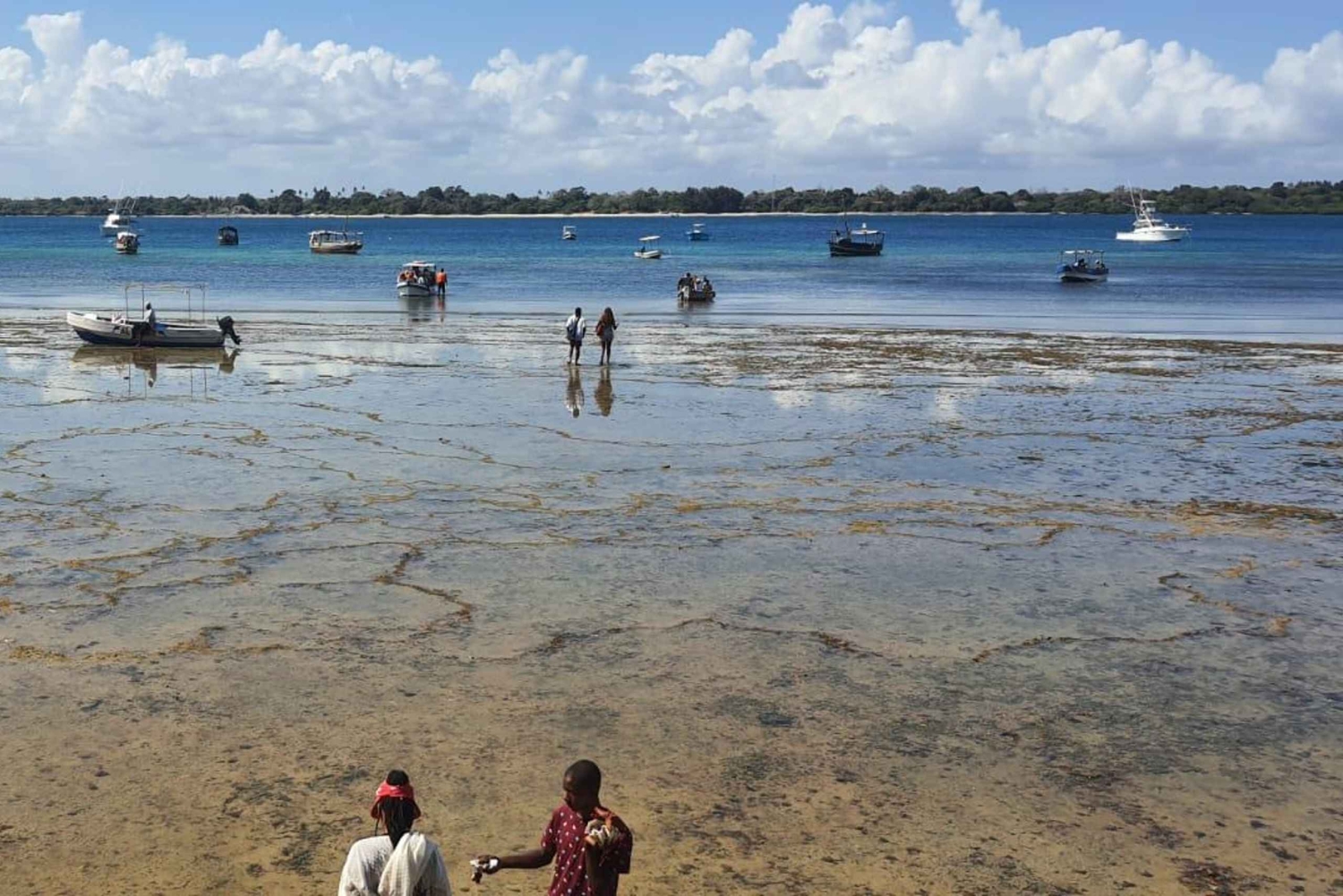 Desde Kwale Excursión al Parque Nacional Marino Kisite Mpunguti