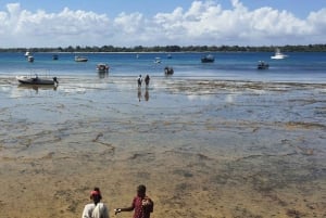 From Kwale: Kisite Mpunguti Marine National Park Tour