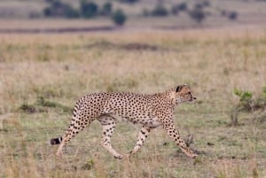Mombasa: 3-dagers 2-netters privat safari i Tsavo øst og vest.