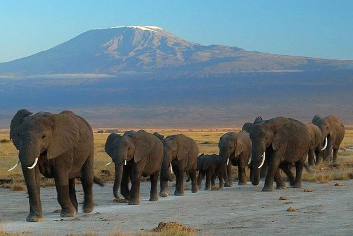 Vanuit Mombasa: 5-daagse Amboseli en Tsavo Safari Tour