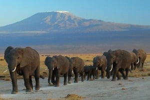 Mombasasta: 5 päivän Amboseli- ja Tsavo-safarikierros