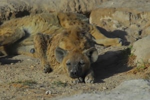 4 Days Safari to Tsavo East, Amboseli and Tsavo West Parks