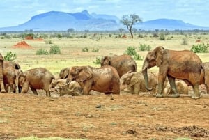 Z Mombasy: 5-dniowe safari Tsavo East, West i Saltlick Lodge