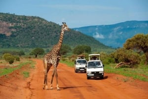 Z Mombasy: 5-dniowe safari Tsavo East, West i Saltlick Lodge