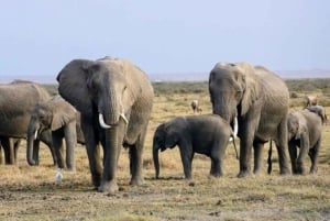 From Mombasa: Day Tour to Tsavo East National Park