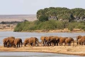 From Mombasa: Day Tour to Tsavo East National Park