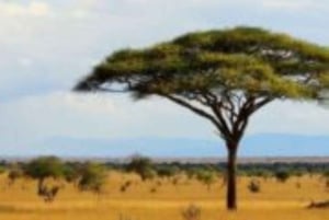 From Mombasa: Day Tour to Tsavo East National Park