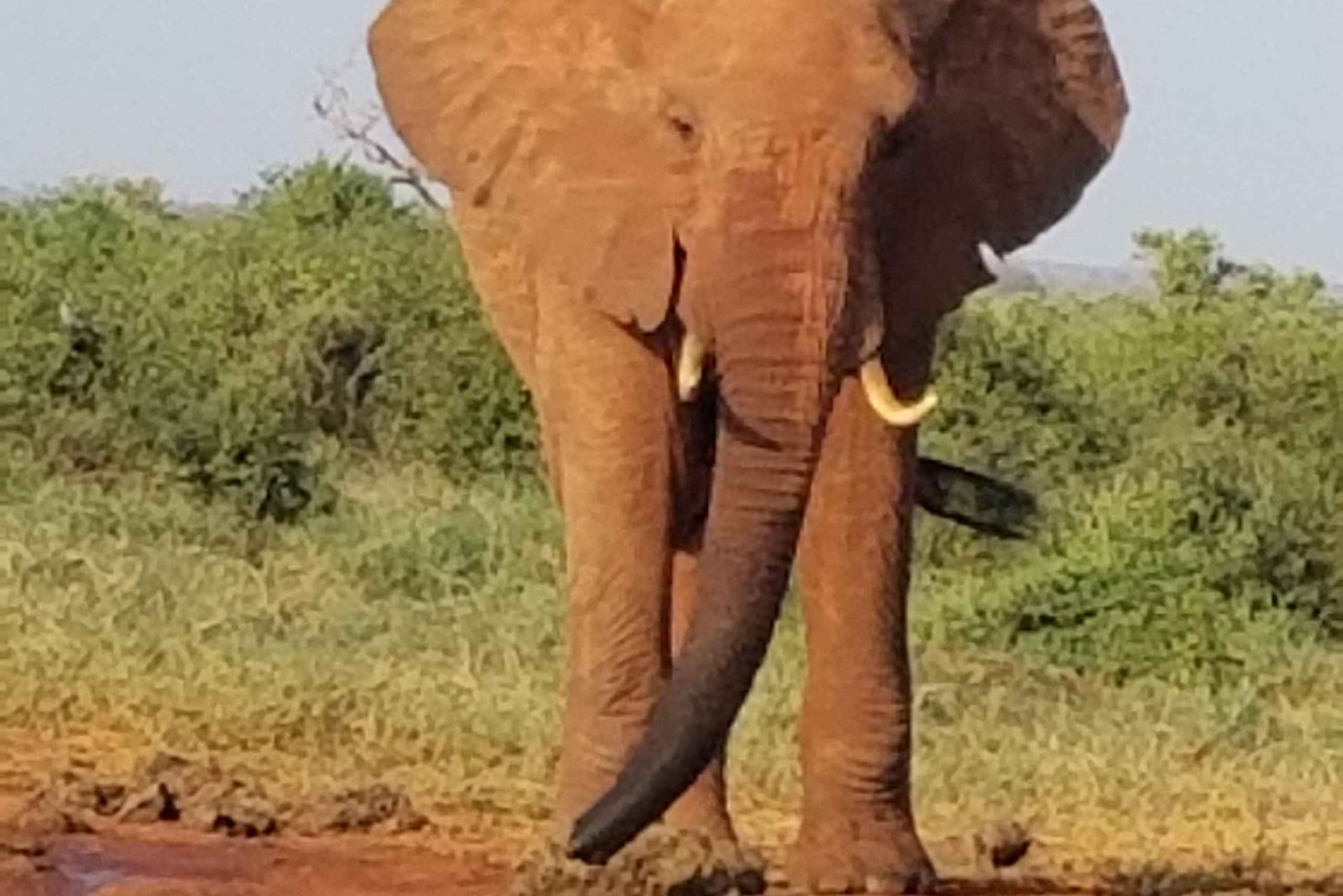 Из Момбасы/Диани: частное сафари 'Цаво Ист' продолжительностью 2 дня 1 ночь