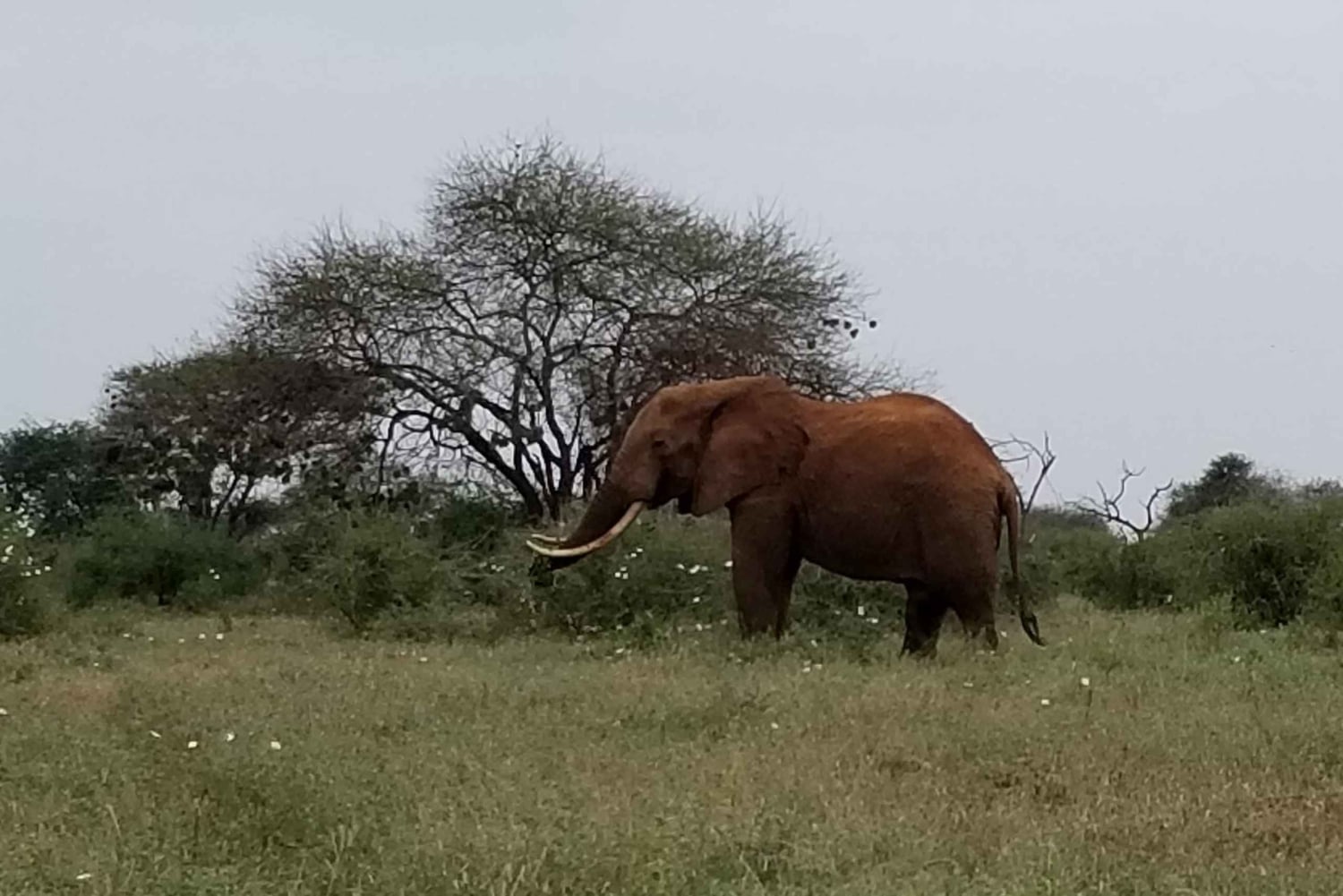Из Момбасы/Диани: частное сафари 'Цаво Ист' продолжительностью 2 дня 1 ночь