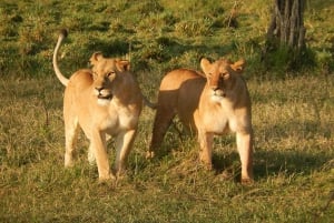 De Mombasa/Diani : 2 jours 1 nuit Tsavo East Private Safari